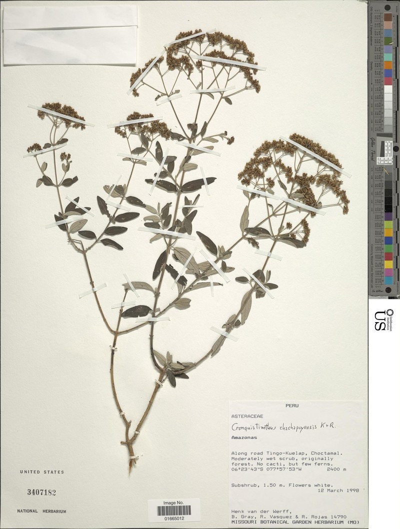 Cronquistianthus chachapoyensis photo 2