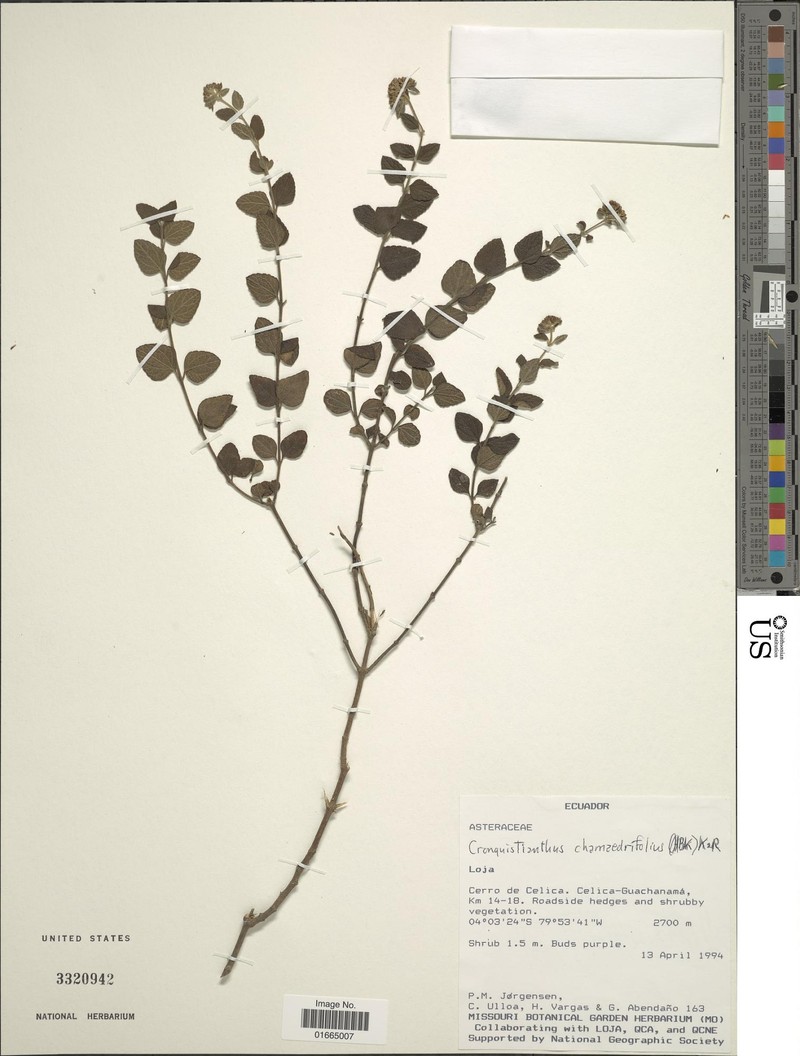 Cronquistianthus chamaedrifolius