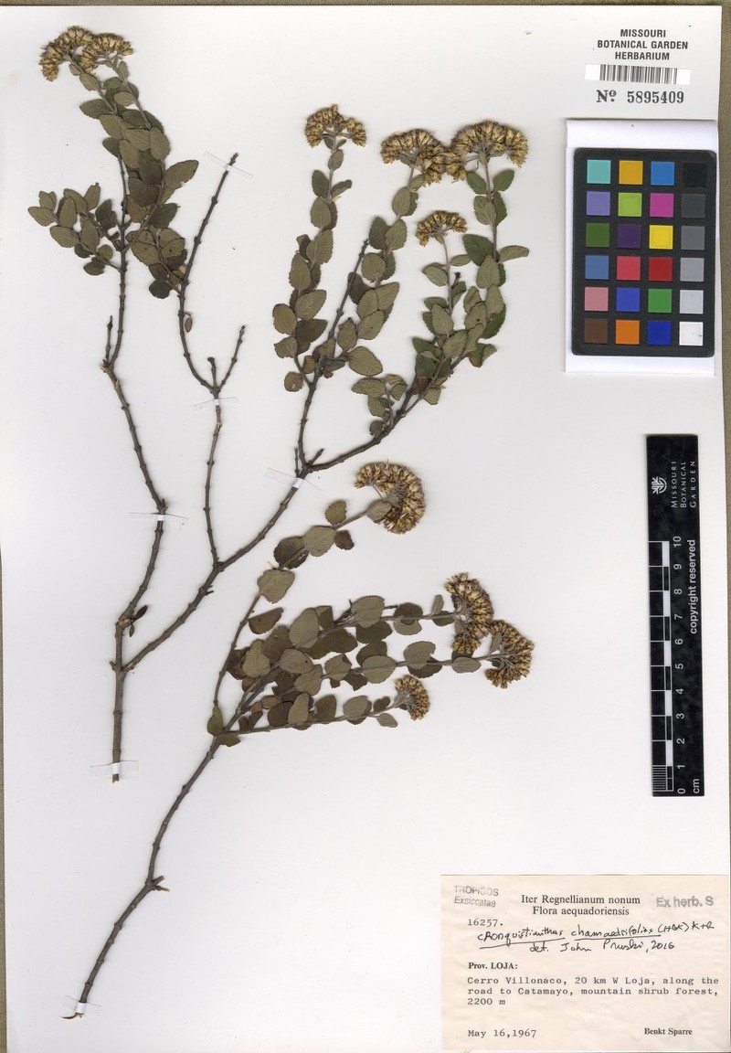 Cronquistianthus chamaedrifolius photo 2