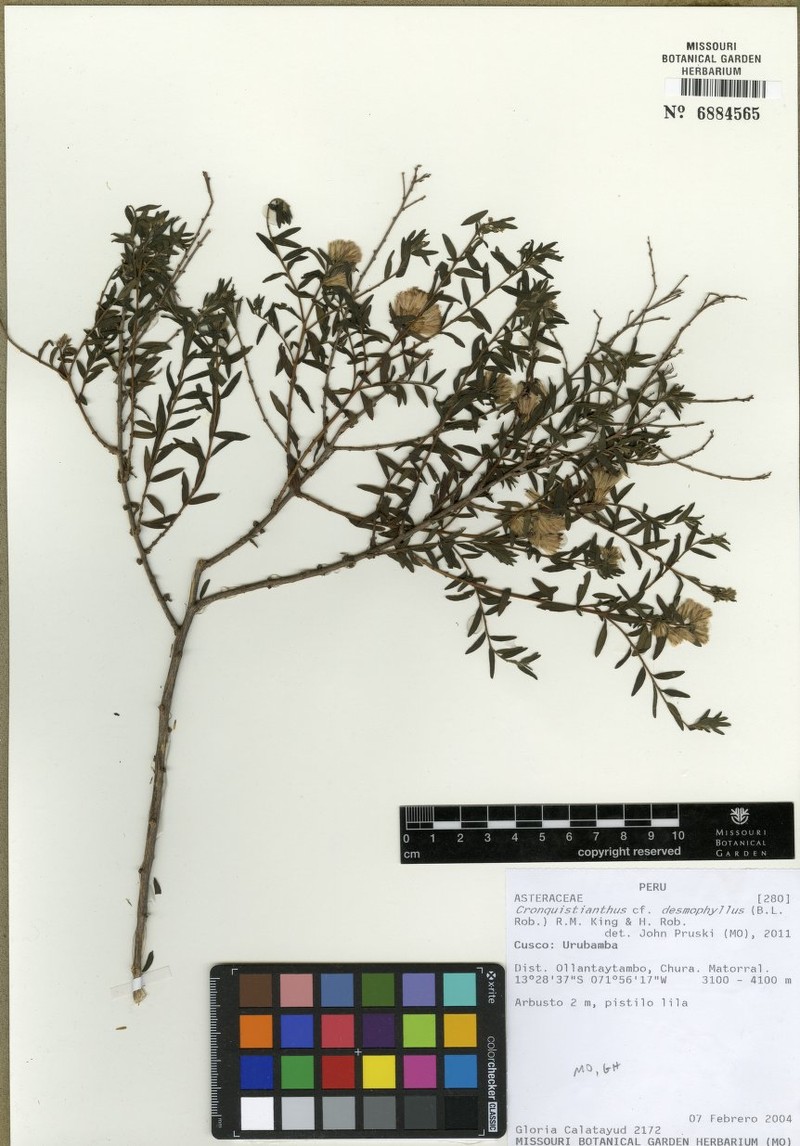 Cronquistianthus desmophyllus photo 2