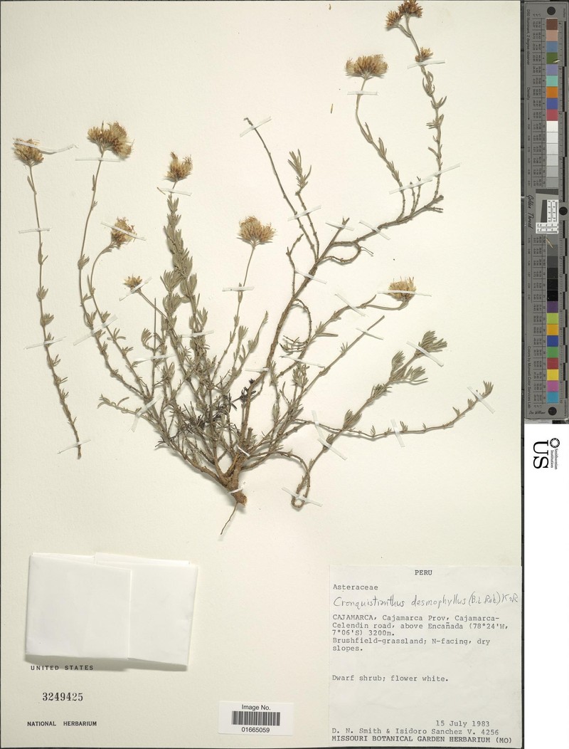 Cronquistianthus desmophyllus photo 3
