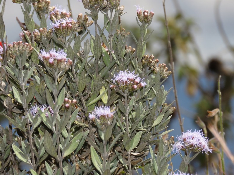 Cronquistianthus ferreyrae photo 2