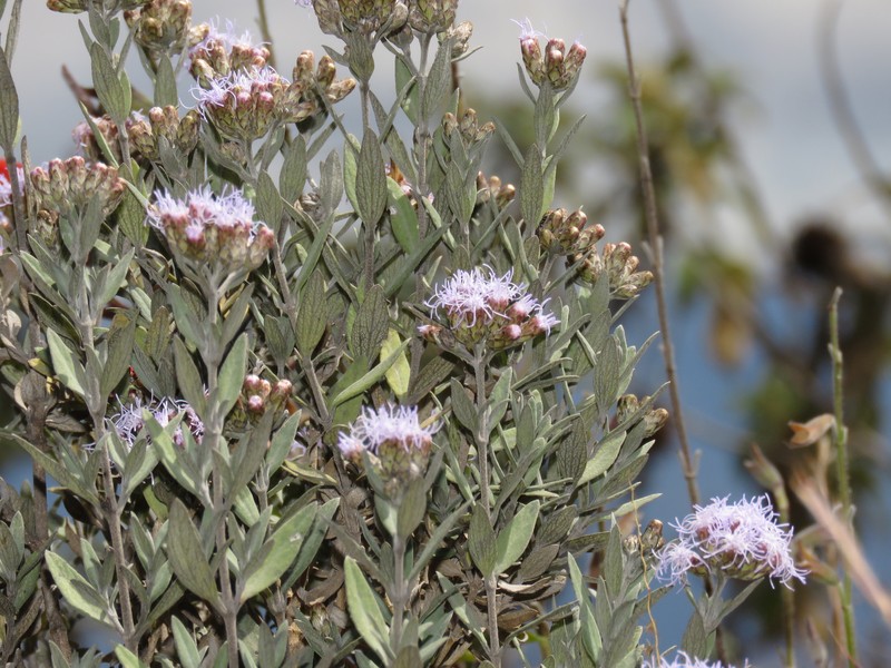 Cronquistianthus ferreyrae