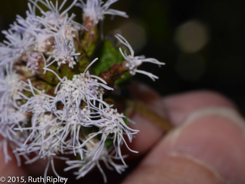 Cronquistianthus glomeratus