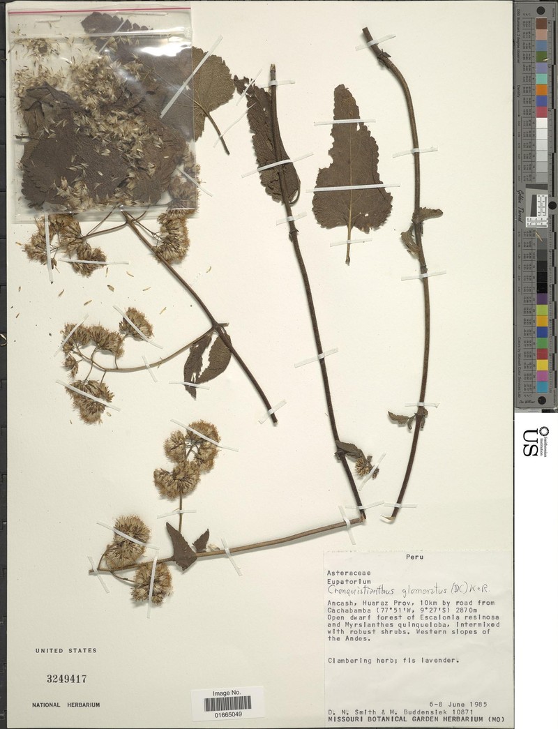 Cronquistianthus glomeratus photo 3