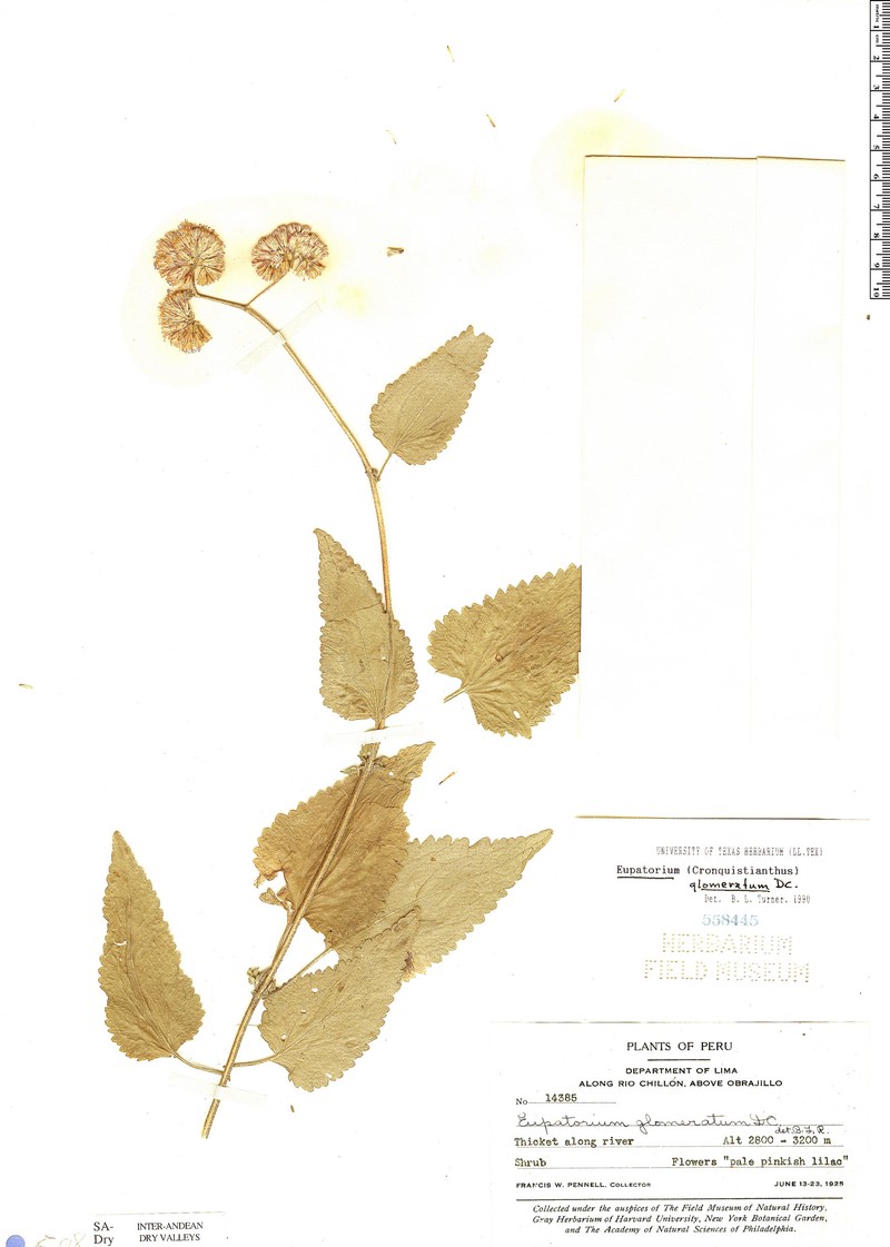 Cronquistianthus glomeratus photo 4