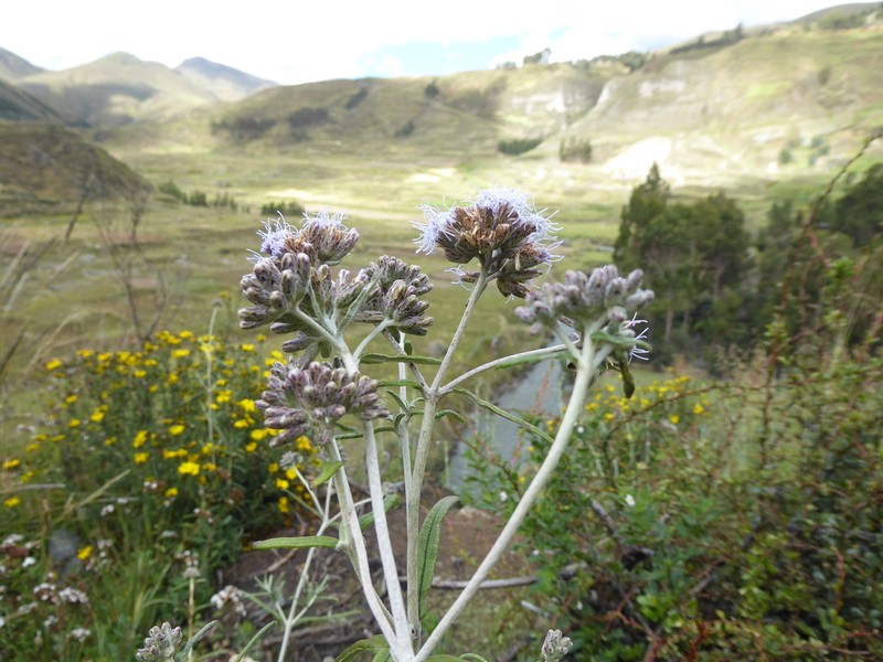 Cronquistianthus lavandulifolius