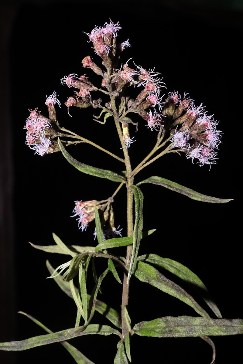 Cronquistianthus lavandulifolius photo 4