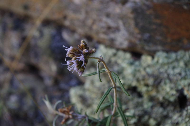 Cronquistianthus lavandulifolius photo 5
