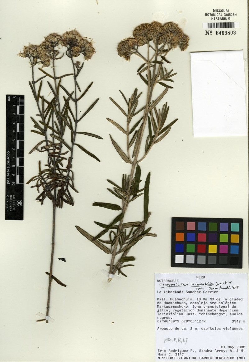 Cronquistianthus lavandulifolius photo 6