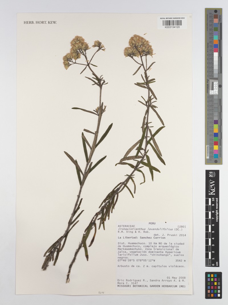 Cronquistianthus lavandulifolius photo 7