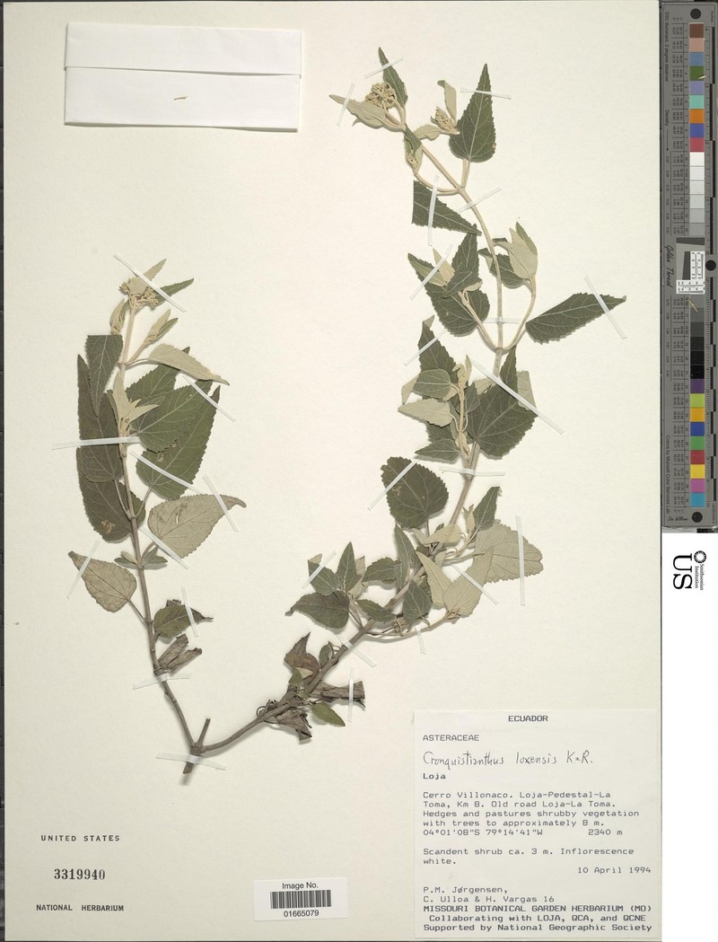 Cronquistianthus leucophyllus