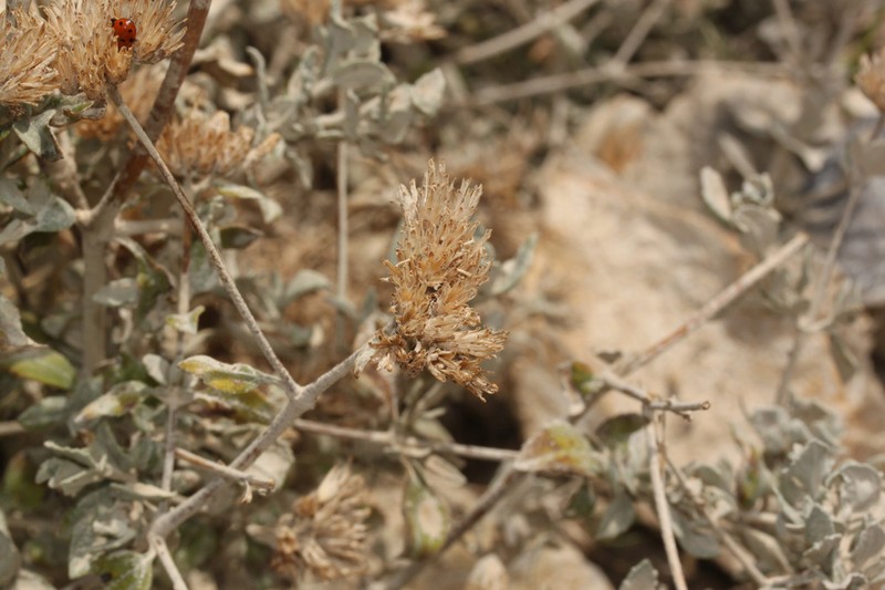 Cronquistianthus lopez-mirandae