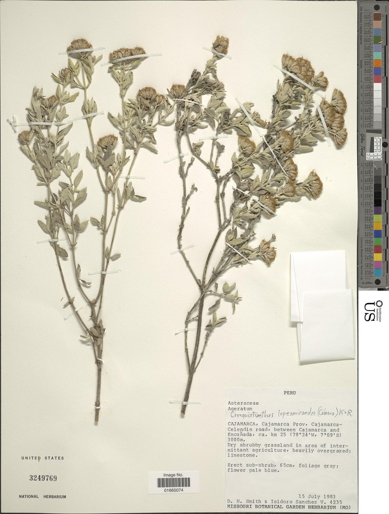 Cronquistianthus lopez-mirandae photo 2