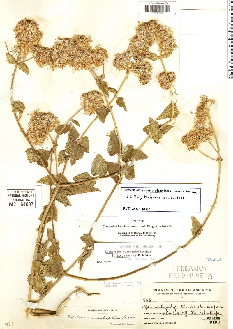 Cronquistianthus macbridei