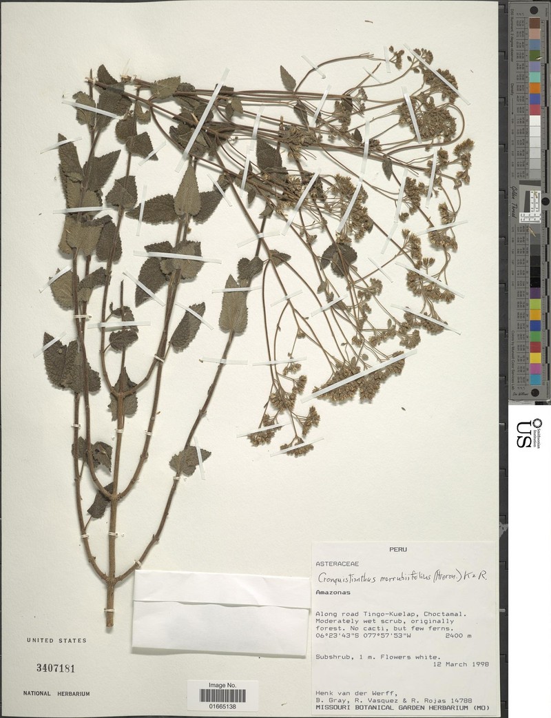 Cronquistianthus marrubiifolius