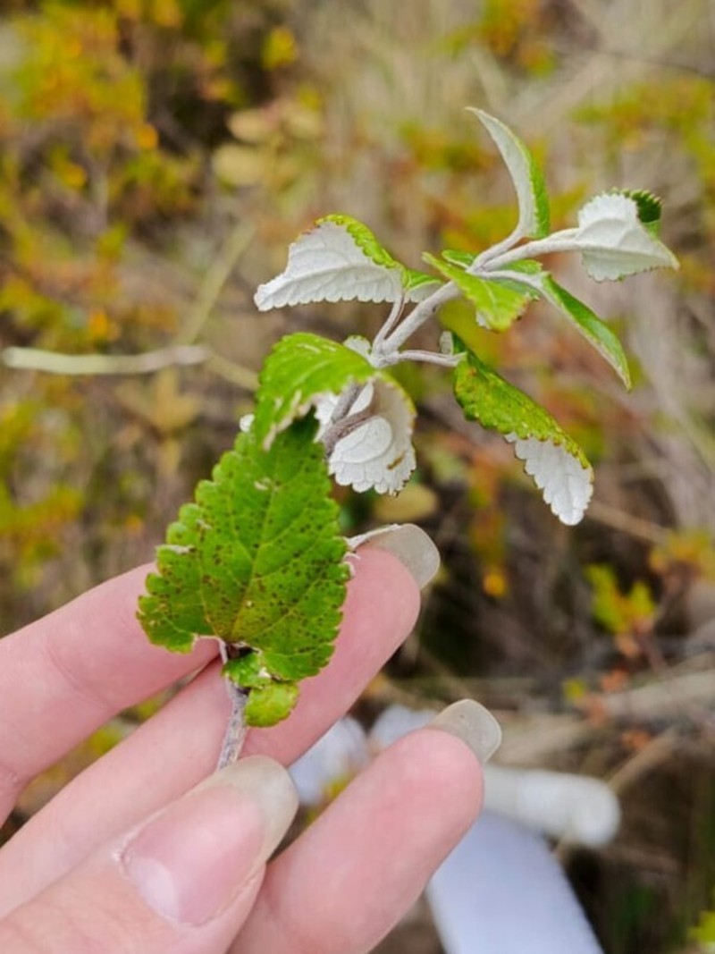 Cronquistianthus niveus