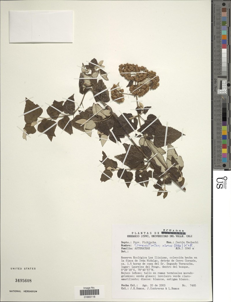 Cronquistianthus niveus photo 2