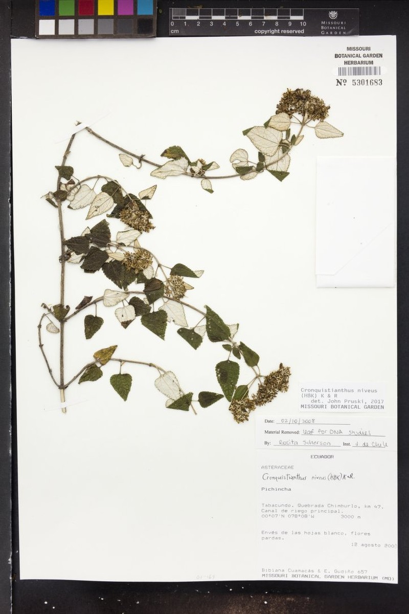 Cronquistianthus niveus photo 3