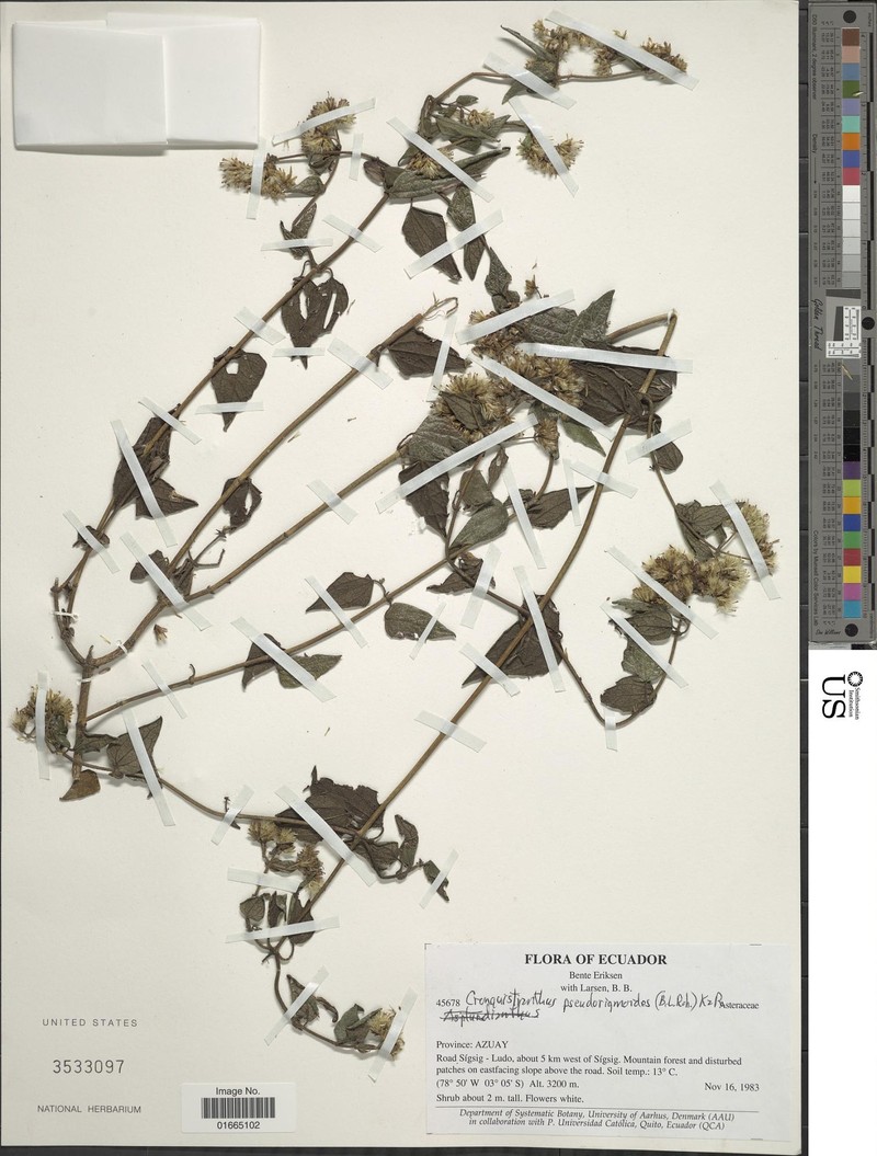 Cronquistianthus pseudoriganoides