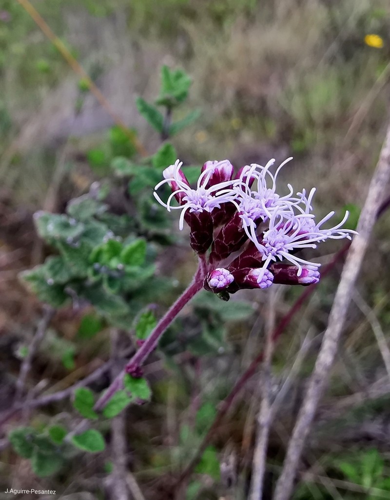 Cronquistianthus rosei