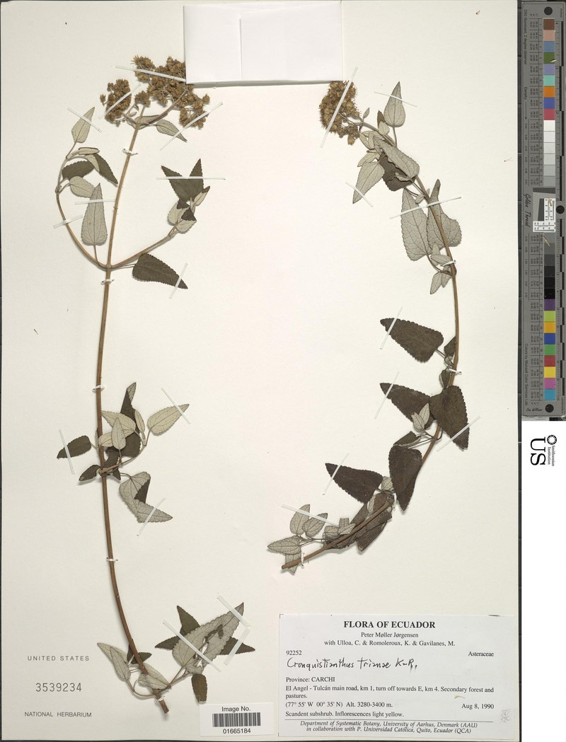Cronquistianthus trianae