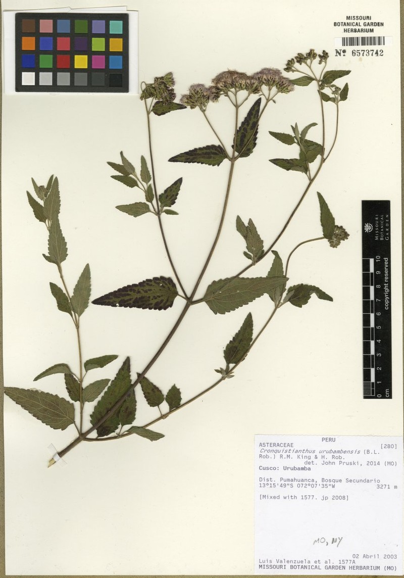 Cronquistianthus urubambensis