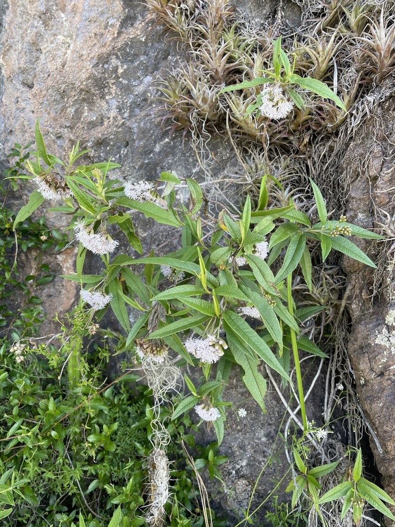 Cronquistianthus volkensii