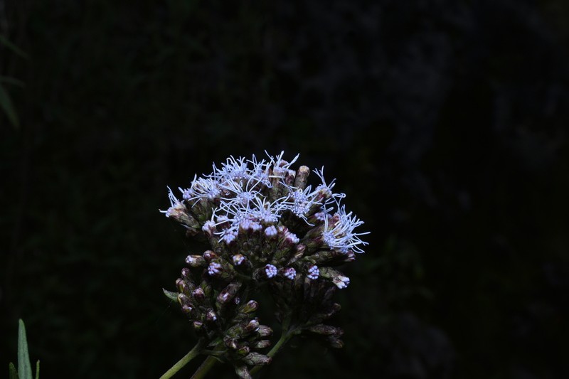 Cronquistianthus volkensii photo 2