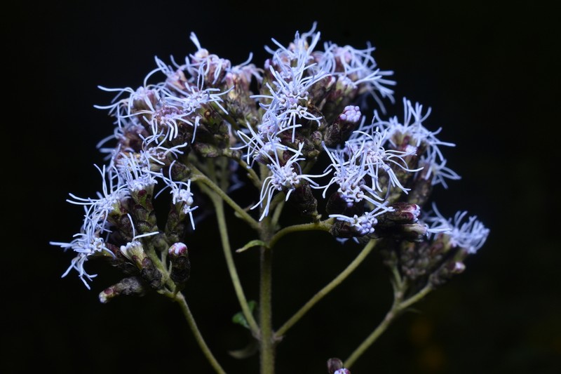 Cronquistianthus volkensii photo 3