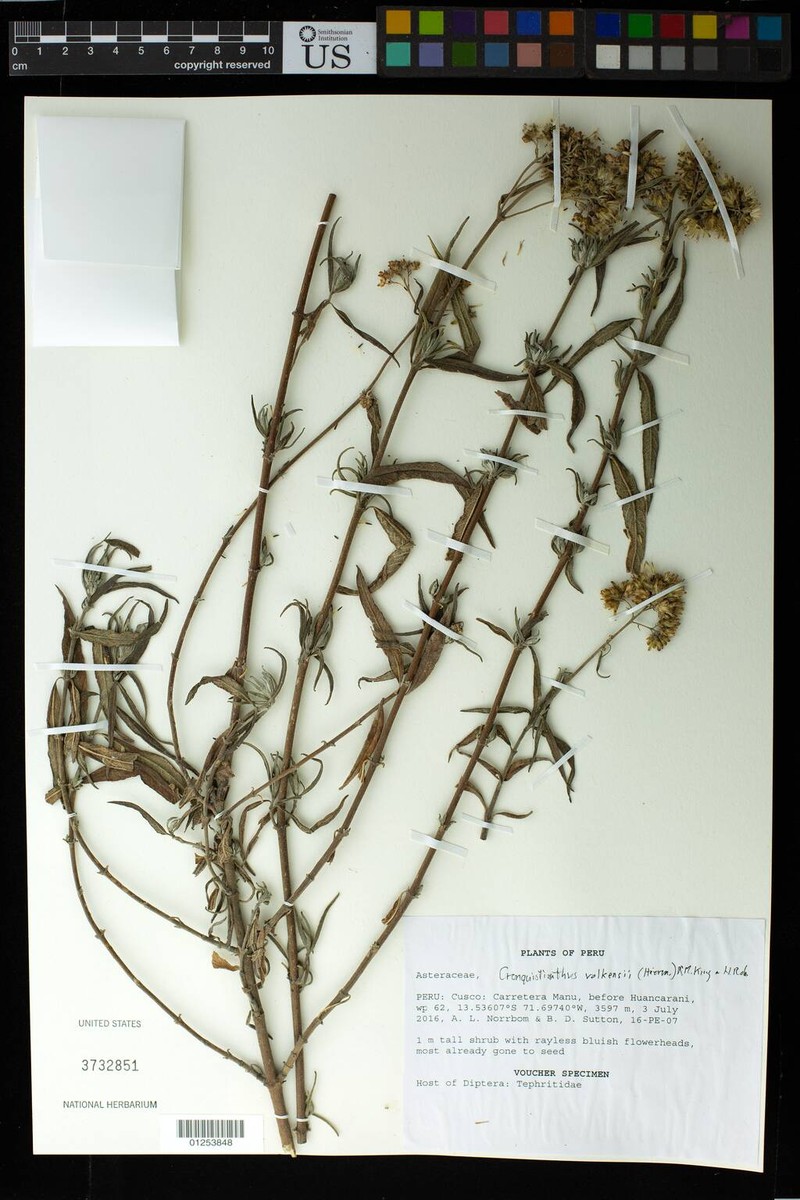 Cronquistianthus volkensii photo 4