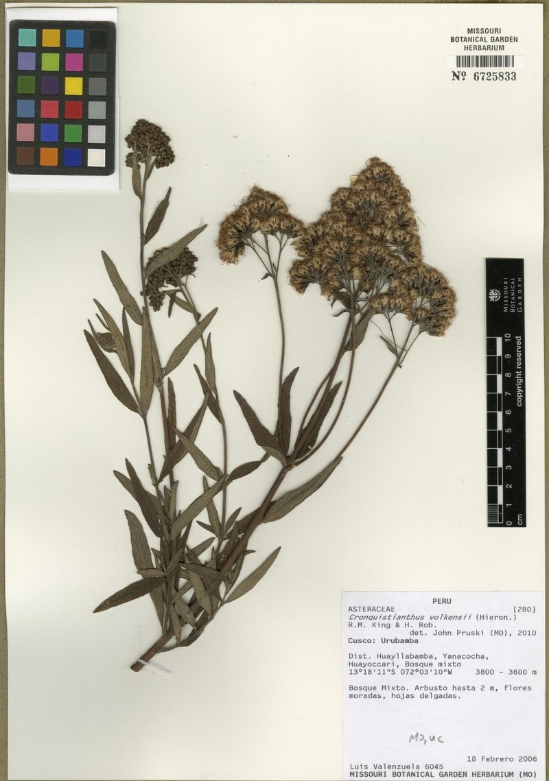 Cronquistianthus volkensii photo 5
