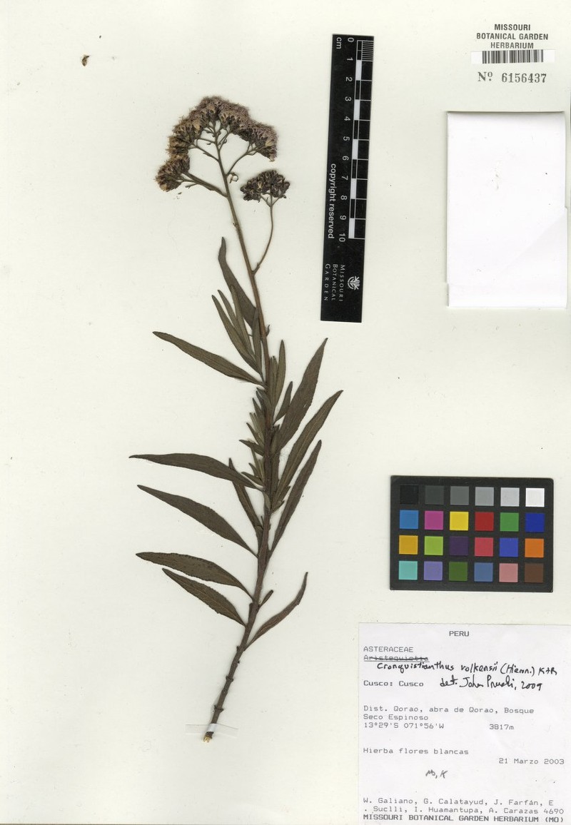 Cronquistianthus volkensii photo 6