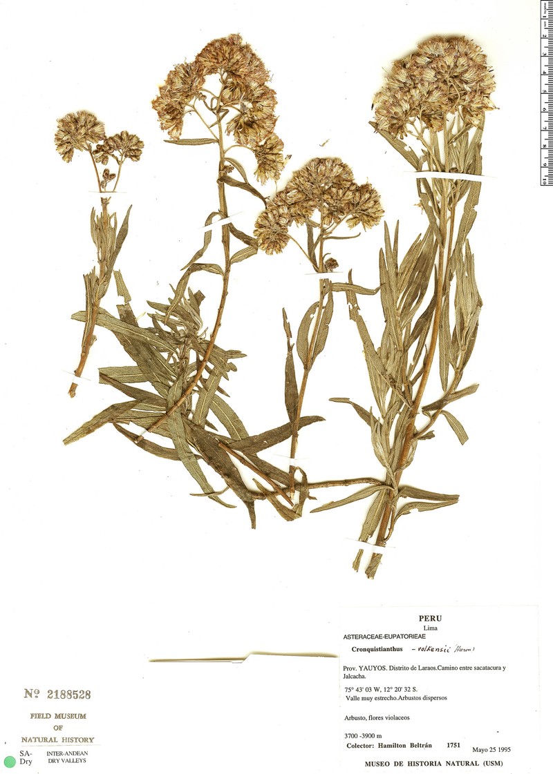 Cronquistianthus volkensii photo 7