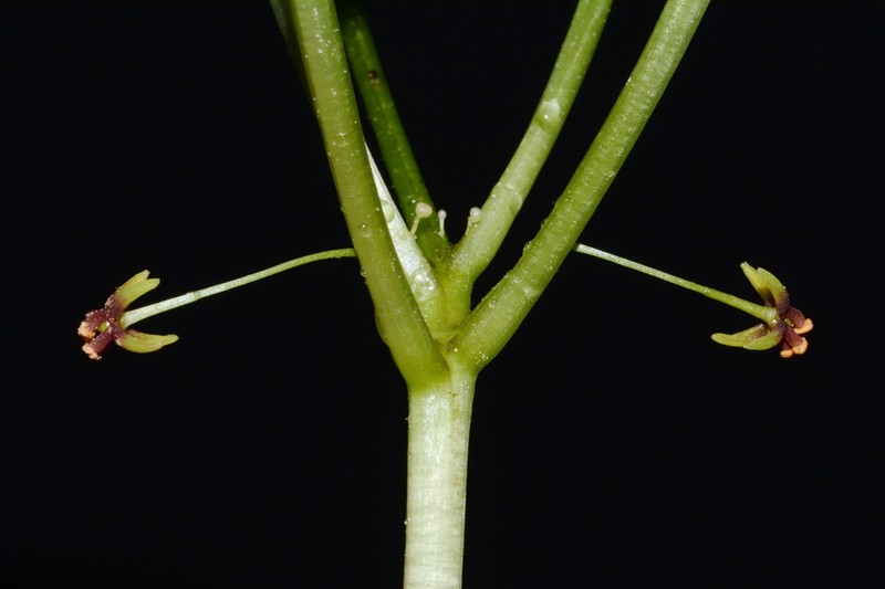 Croomia photo 2
