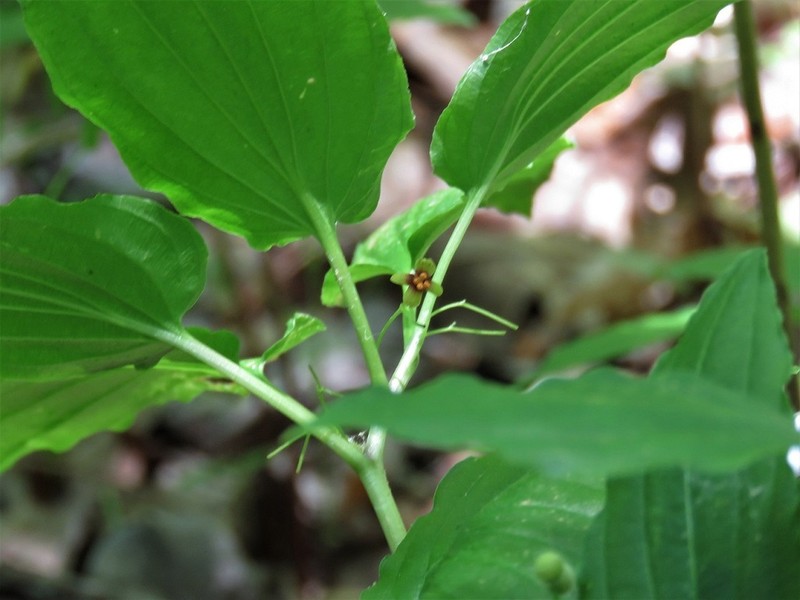 Croomia photo 3