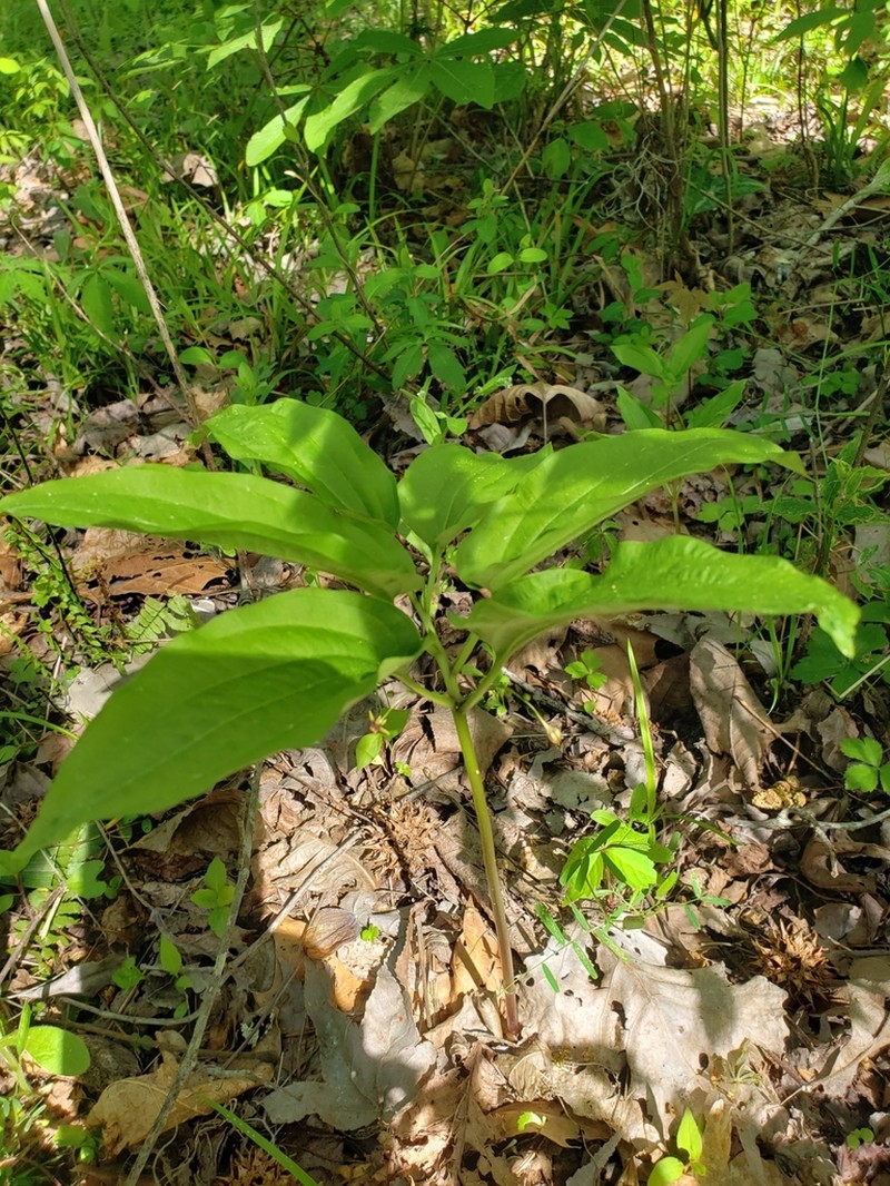 Croomia photo 4