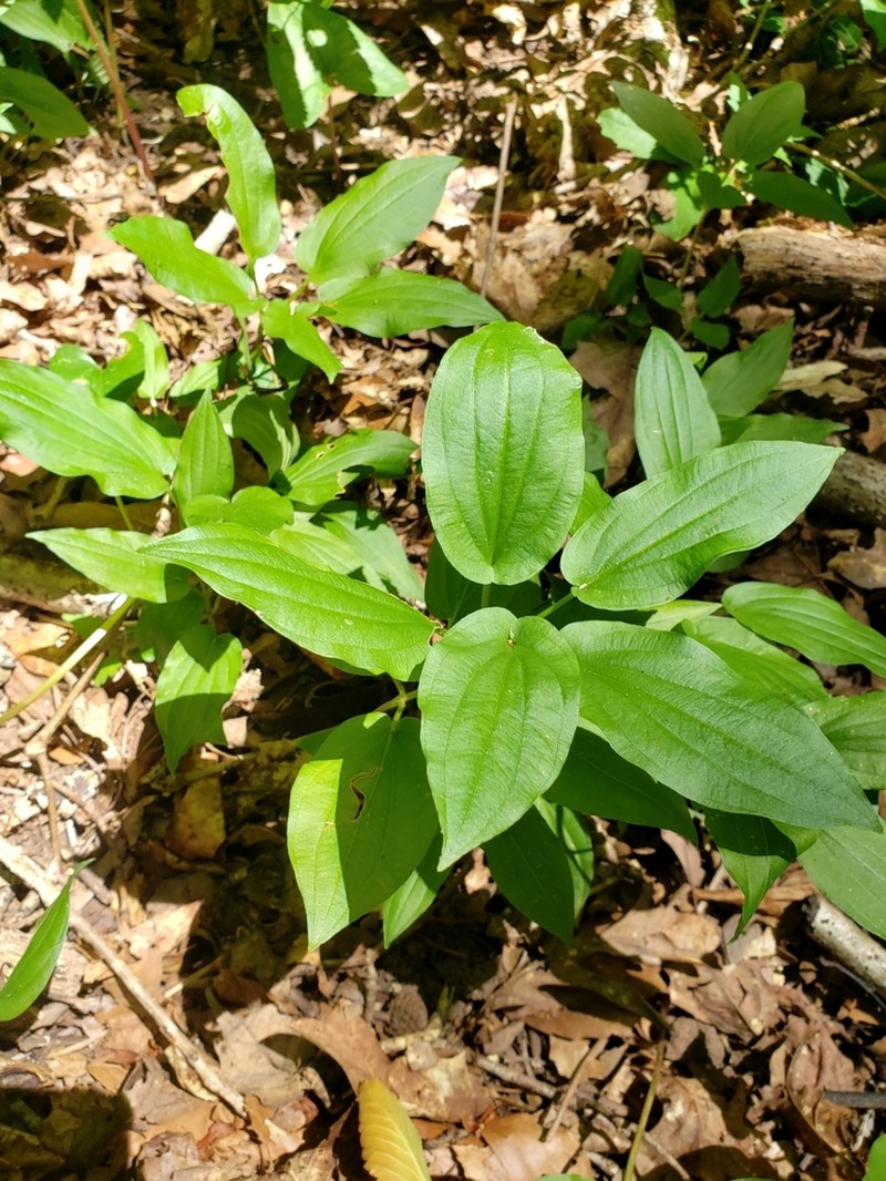 Croomia photo 7