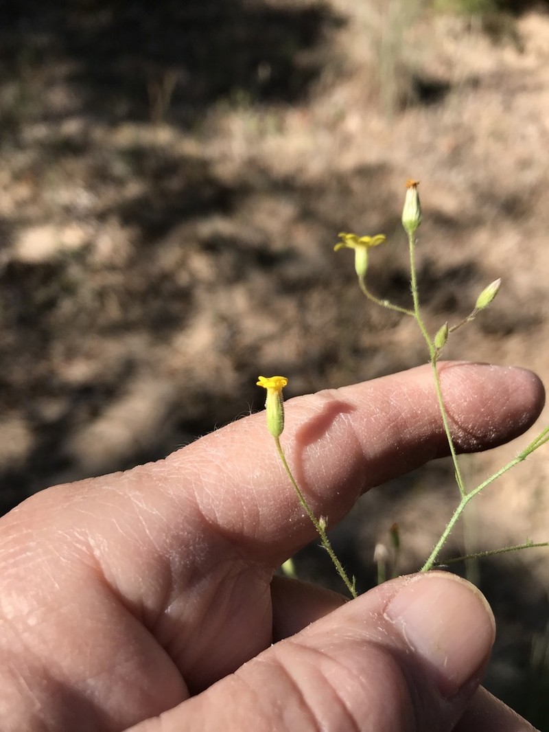 Slender Scratchdaisy