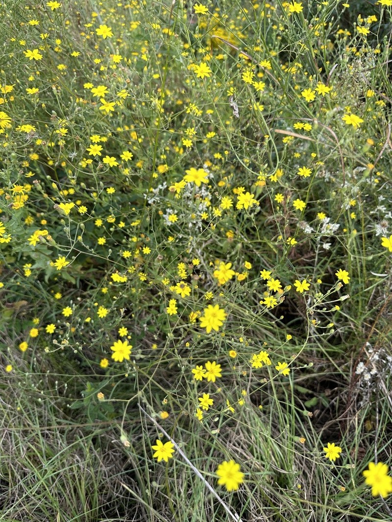 Slender Scratchdaisy photo 2