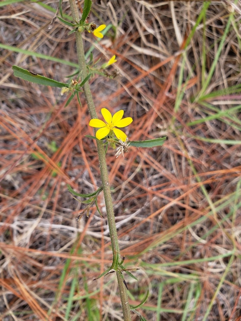 Slender Scratchdaisy photo 3