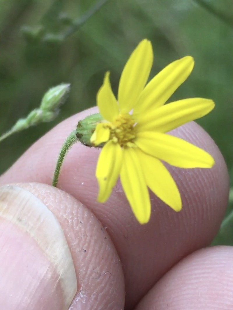 Slender Scratchdaisy photo 4