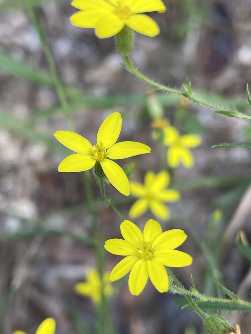 Slender Scratchdaisy photo 5