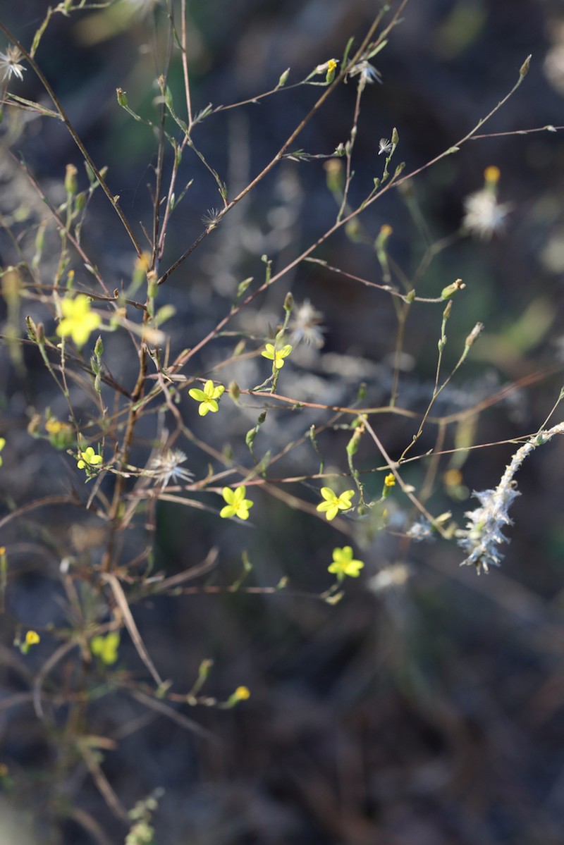 Slender Scratchdaisy photo 6