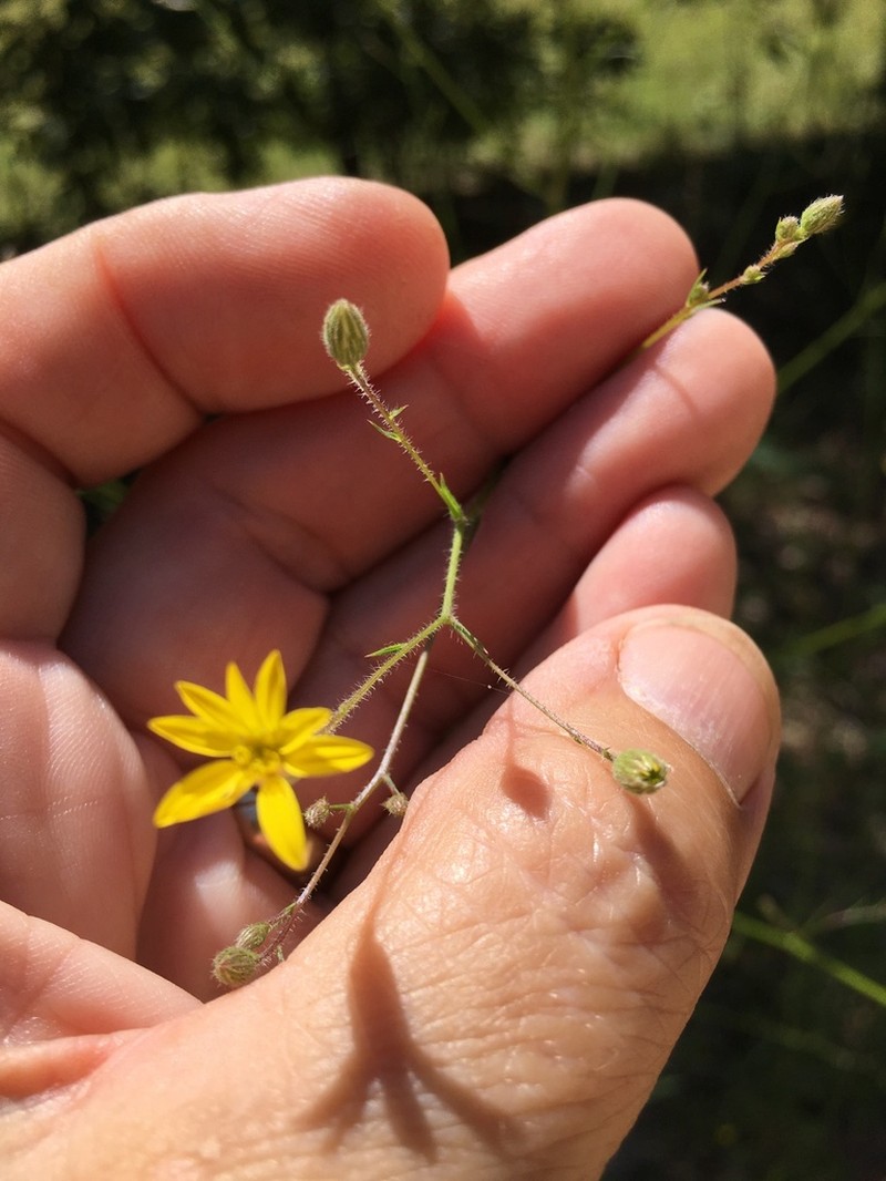 Slender Scratchdaisy photo 7