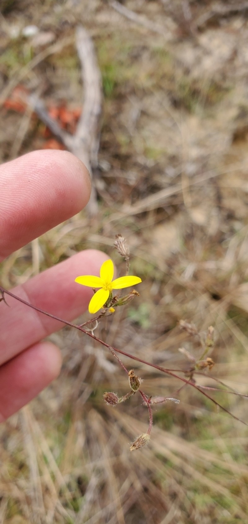 Slender Scratchdaisy photo 8