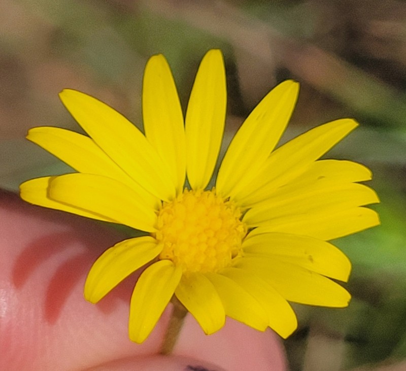 Hooker's Scratchdaisy