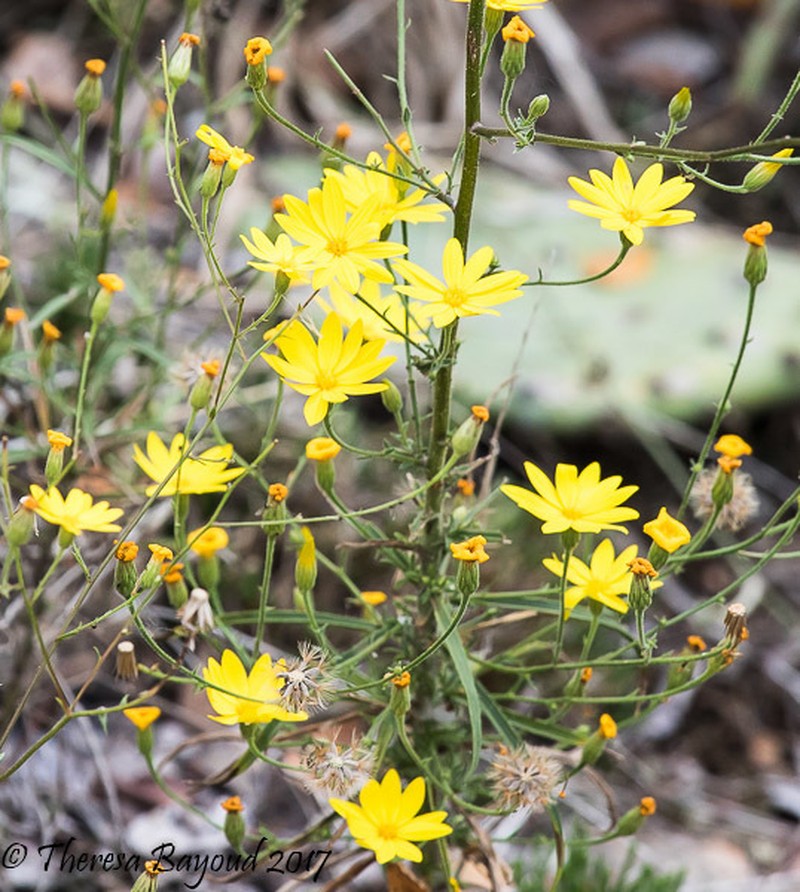Hooker's Scratchdaisy photo 2