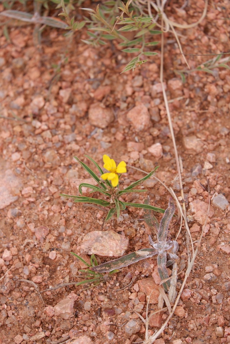 Hooker's Scratchdaisy photo 3