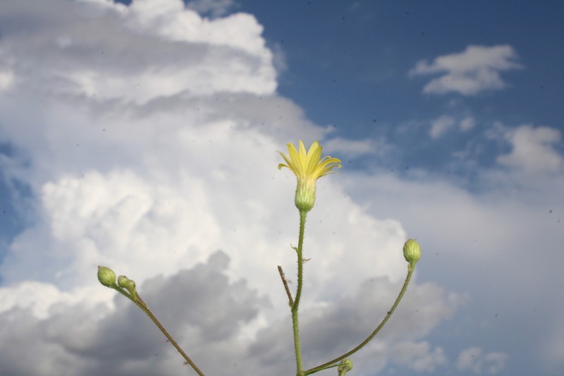 Hooker's Scratchdaisy photo 4